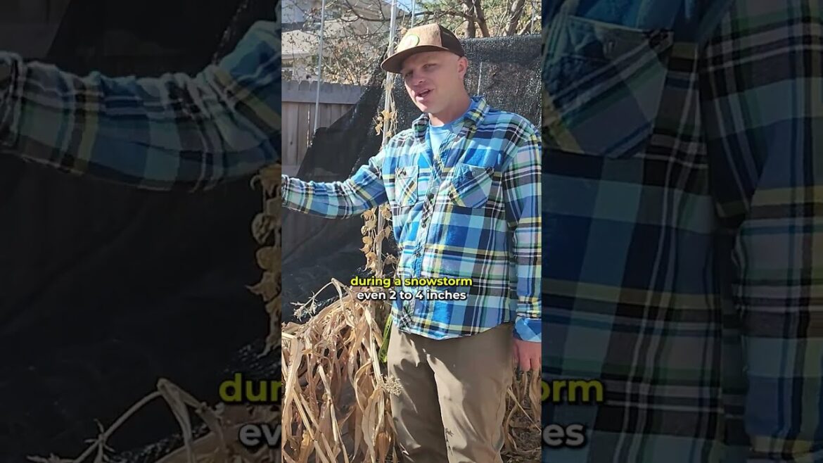 Cover crop gardening hack!