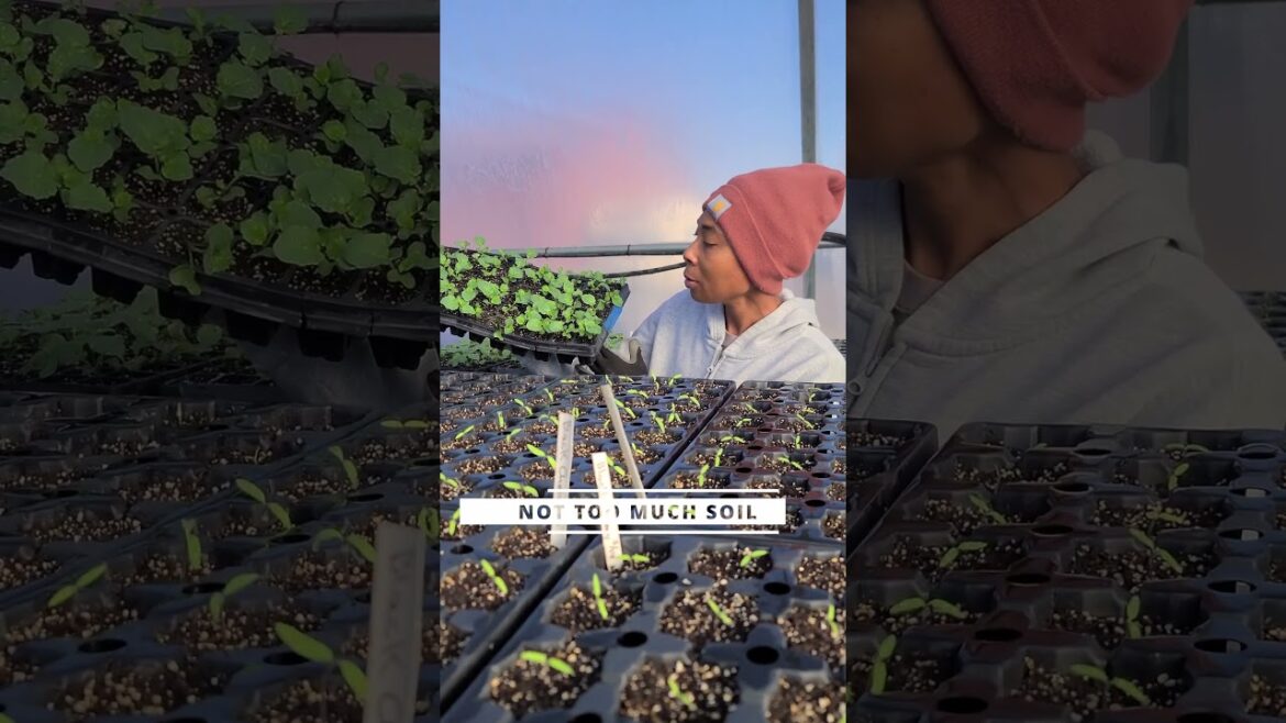 Grow with Us!  #edenvalleyfarm #gardening #ediblegardening #garden