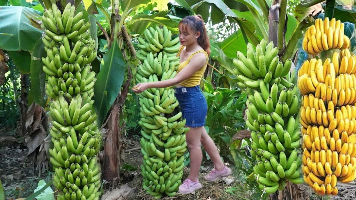 Harvest Red Bananas Goes To Market Sell - Feeding The Livestock - Vegetable Gardening | Lù Thị Hoa