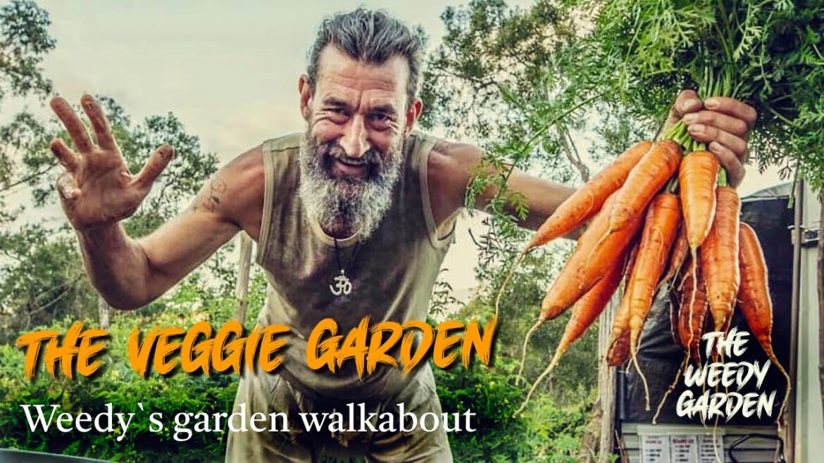 THE VEGGIE GARDEN: Harvesting a bucketload of organic goodness in five minutes THE VEGGIE GARDEN: Harvesting a bucketload of organic goodness in five minutes