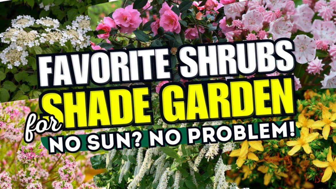 💚🌳 NO SUN? NO PROBLEM! These 10 Shrubs Will Make Your Shade Garden POP! 🌲✨
