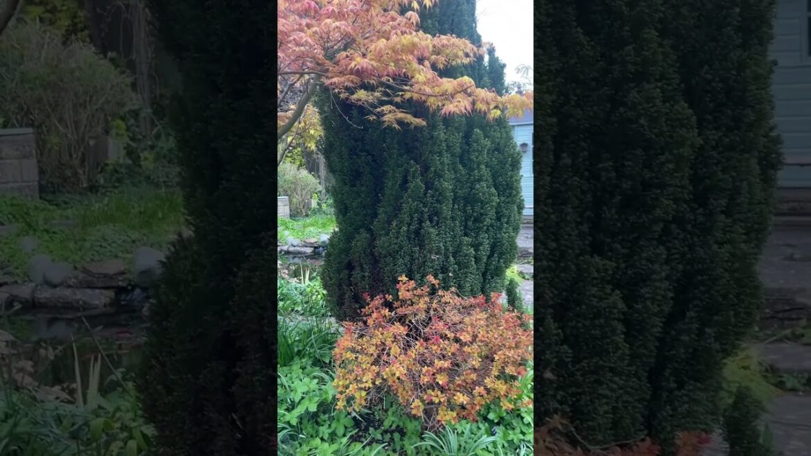 Great garden design colour matching plants #garden #acer #spirea #colour