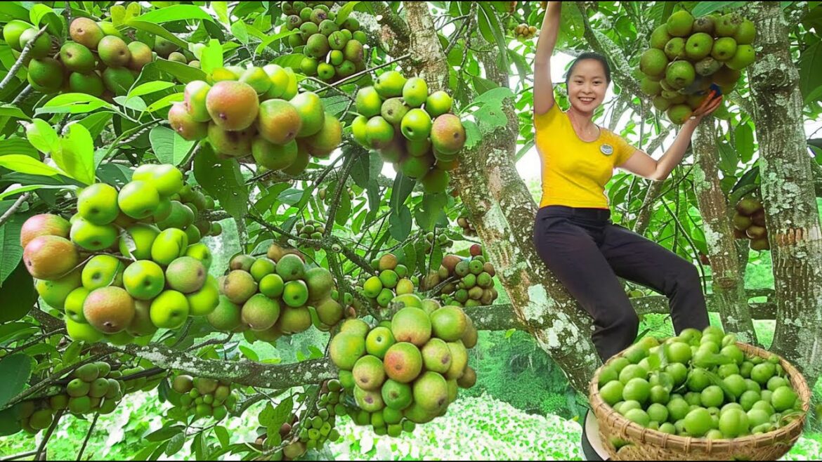 Harvest Plums Goes To The Market Sell – Vegetable Gardening – Feeding The Livestock | Trịnh Thị Mây Harvest Plums Goes To The Market Sell - Vegetable Gardening - Feeding The Livestock | Trịnh Thị Mây