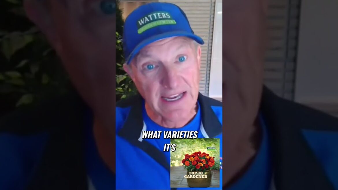 Secrets to Successful Gardening