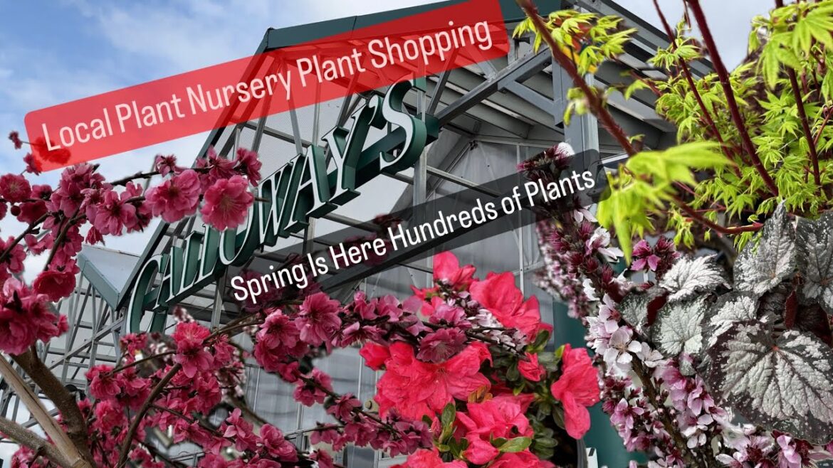 Big Box Store Houseplant Shopping Alternative Shop Local Plant Nursery Calloways Hundreds of Plants