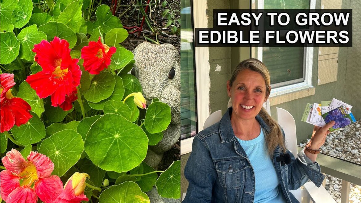 4 Easy Edible Flowers to Grow from Seed this Spring 4 Easy Edible Flowers to Grow from Seed this Spring