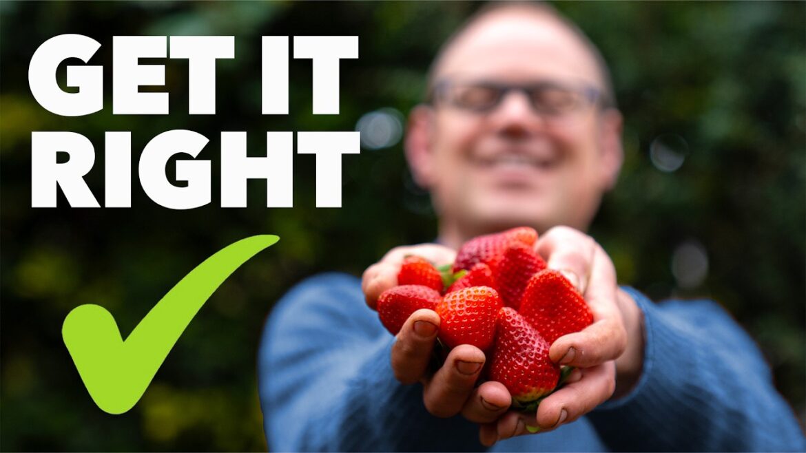 Strawberry Growing Masterclass: My Top Tips for Huge Harvests Strawberry Growing Masterclass: My Top Tips for Huge Harvests