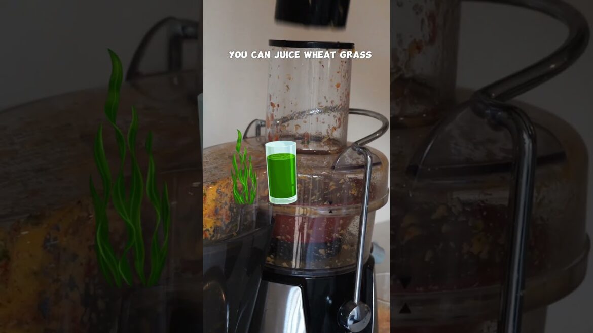 California Gardening: Juicing Fresh from the Garden: Beets, Kale & More! 🥤🌿 #Shorts Juicing Fresh from the Garden: Beets, Kale & More! 🥤🌿 #Shorts