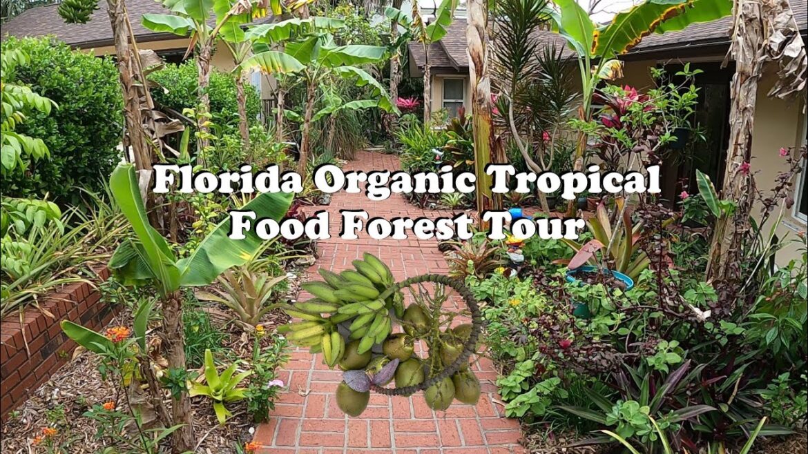 Florida Organic Edible / Tropical Garden Food Forest Tour | March Zone 10a Florida Organic Edible / Tropical Garden Food Forest Tour | March Zone 10a