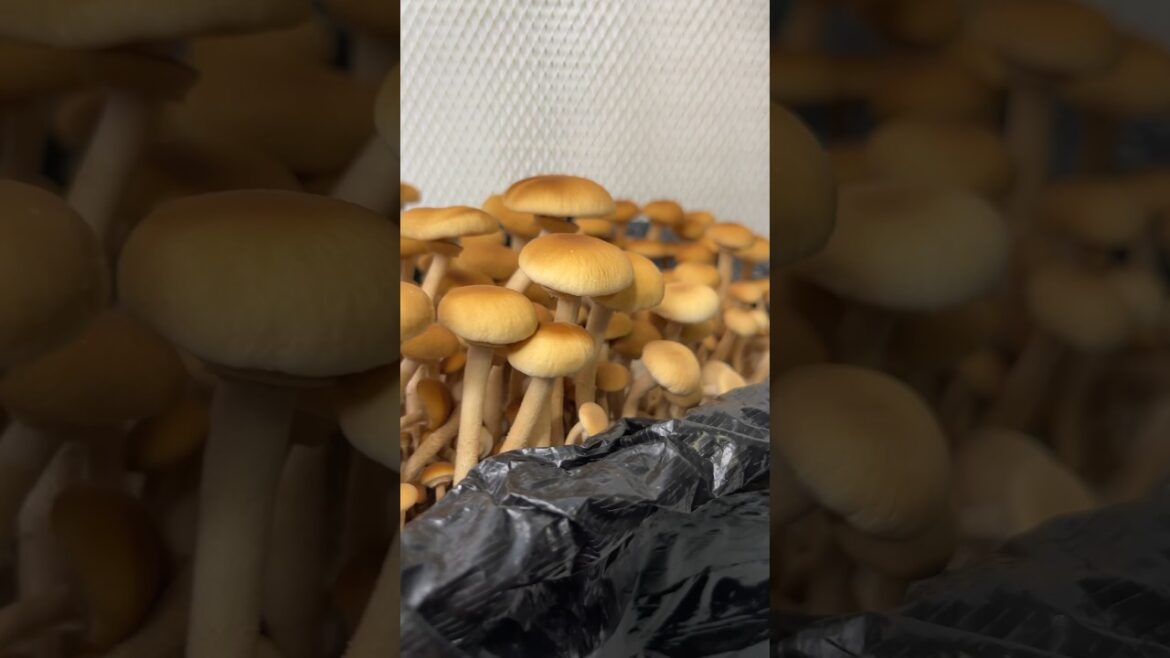Gotta Grow ‘em All #shorts #shortvideo #growyourown #mushroom #garden #hobby #shortsfeed #fungi