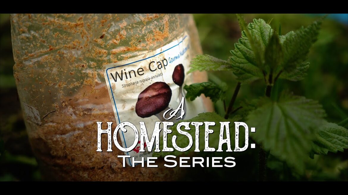 Edible Mushroom Garden | Episode 8 Edible Mushroom Garden | Episode 8