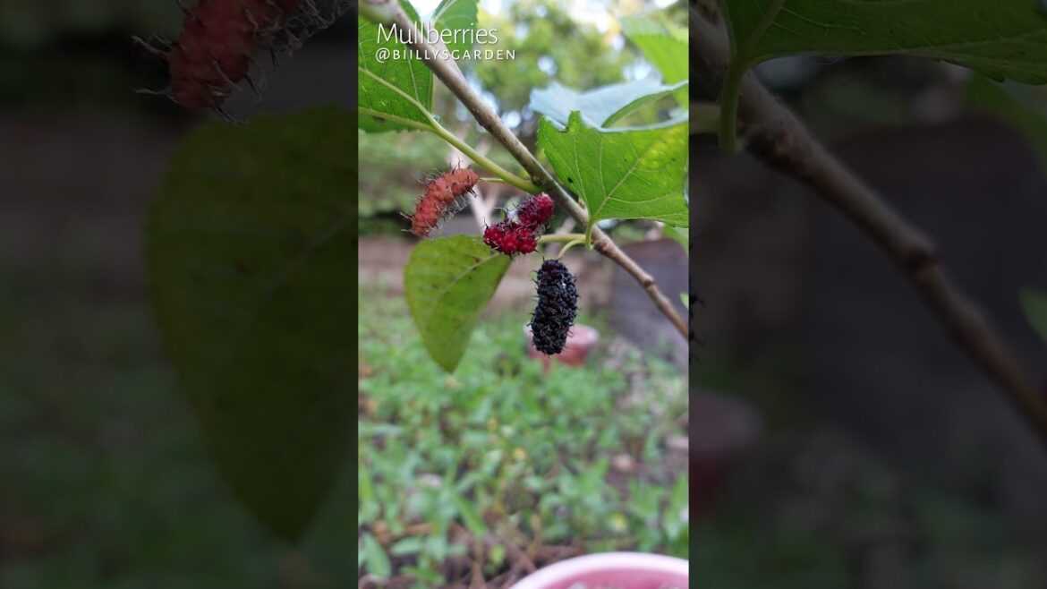 Growing mulberries in container #shorts #mulberry #gardening #countryside