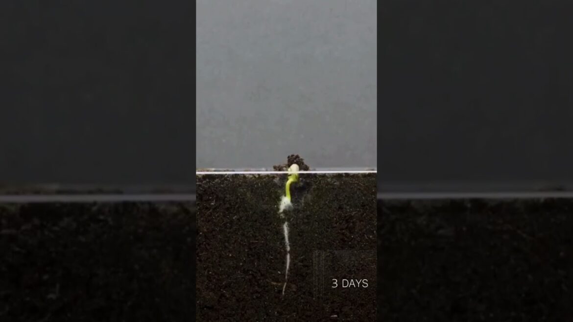 Radish | #vegetables | #Radish | #Edible Root |