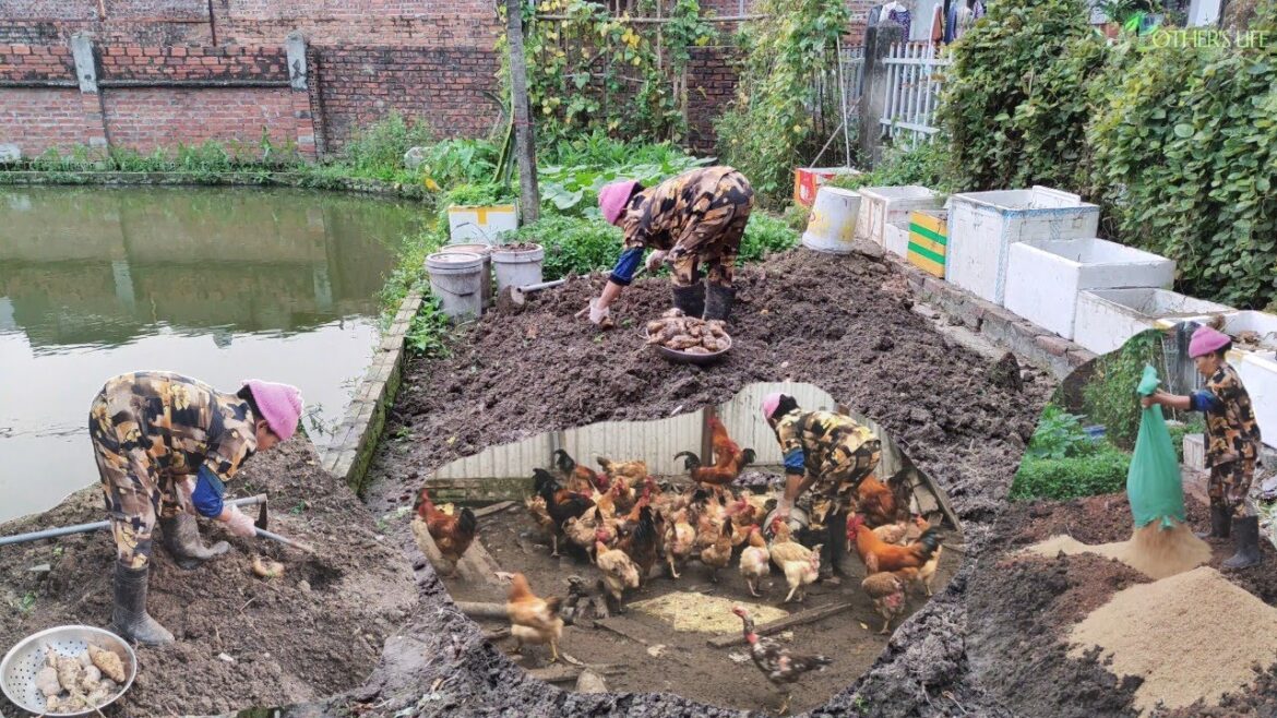 Vegetable gardening, harvest sweet potatoes, Roast sweet potatoes, feed the chicken | mother's life