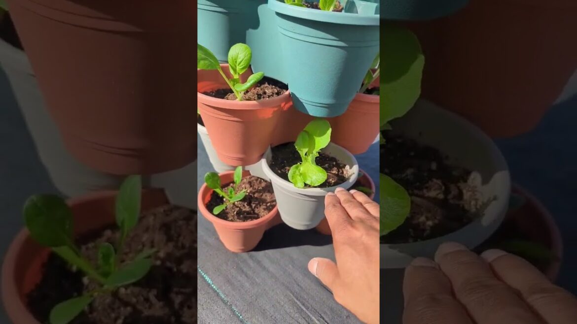 Dollar tree stackable Planters ( 5 Days After Update) #planters #gardening #viral Dollar tree stackable Planters ( 5 Days After Update) #planters #gardening #viral