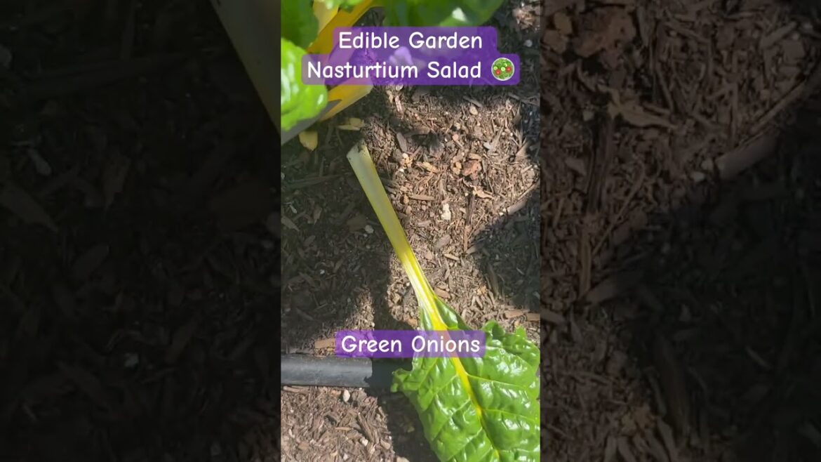 Edible Garden Nasturtium Salad 🥗 #shorts #healthy #nasturtium #salad #recipe Edible Garden Nasturtium Salad 🥗 #shorts #healthy #nasturtium #salad #recipe