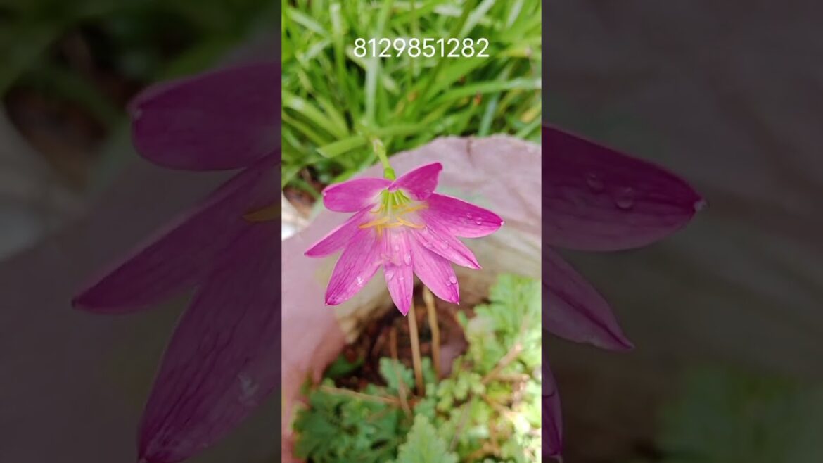 Rainlilly#homegarden #gardening #flower #plants #houseplant #nature #garden#trends#plantsandviews