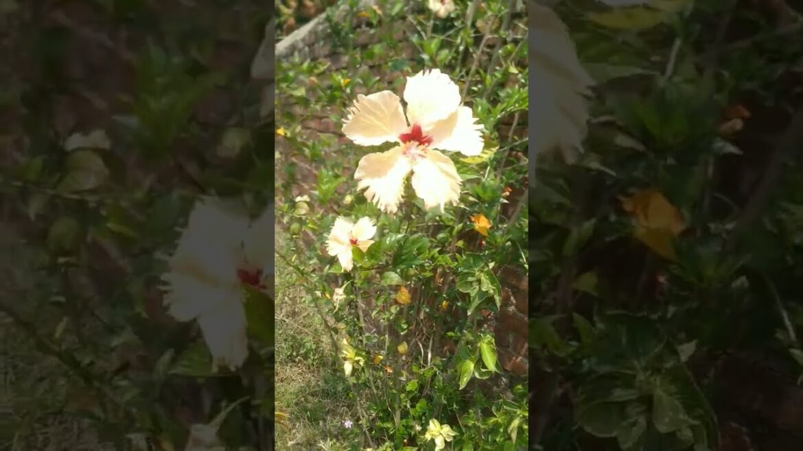 Beautiful Flowers In Garden | Garden Tour | Garden Design | Cottage Garden | #shorts #short #ytshort