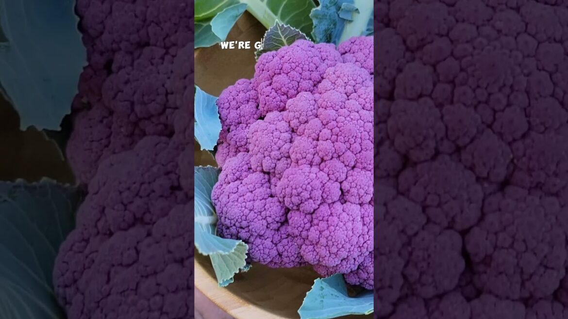 California Gardening: April Garden Bounty: Harvesting Carrots, Mint, and More! 🌿🥕 #Shorts April Garden Bounty: Harvesting Carrots, Mint, and More! 🌿🥕 #Shorts