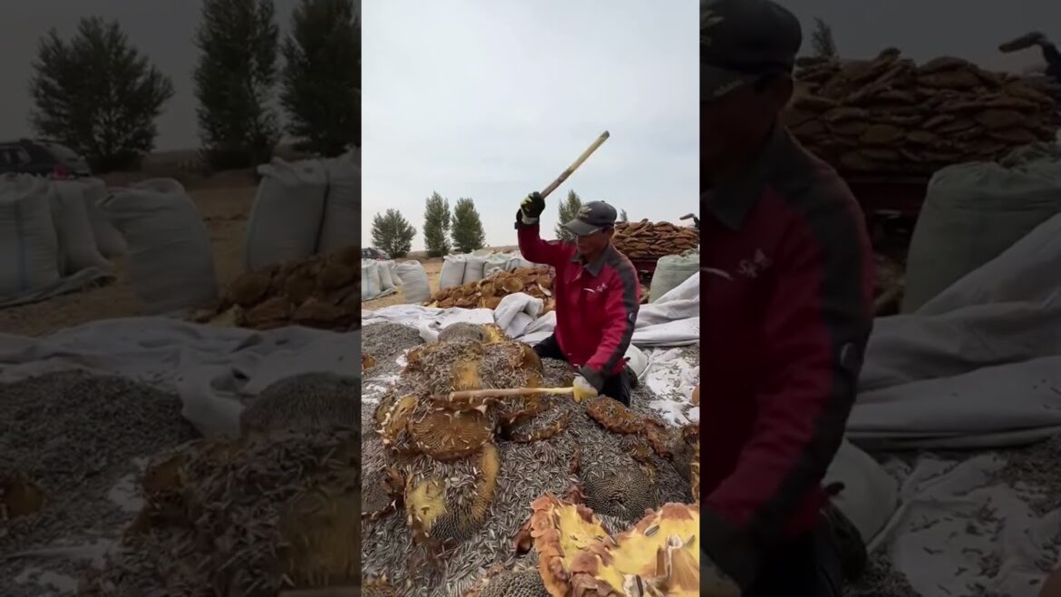 Amazing work  #agriculture #aloevera #flower  #redroses #garden #tips   #satisfying  #asrm #tricks