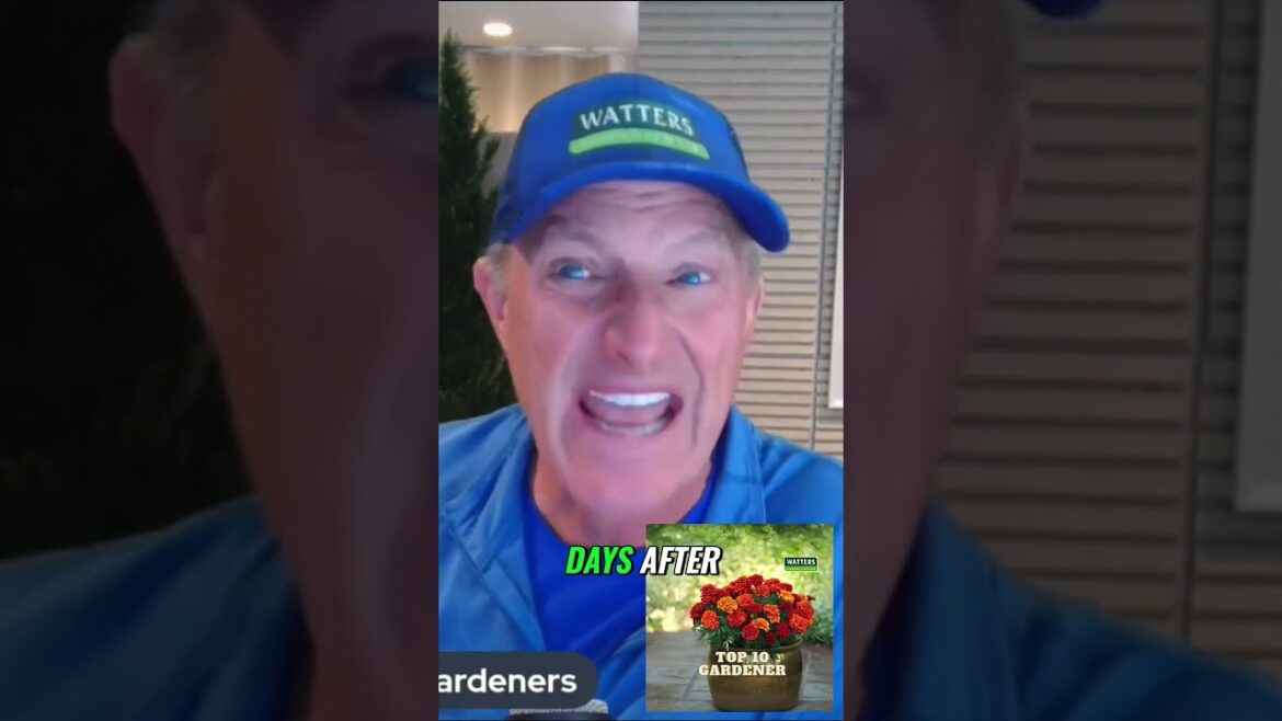 Spring Blossoms Spring Blossoms