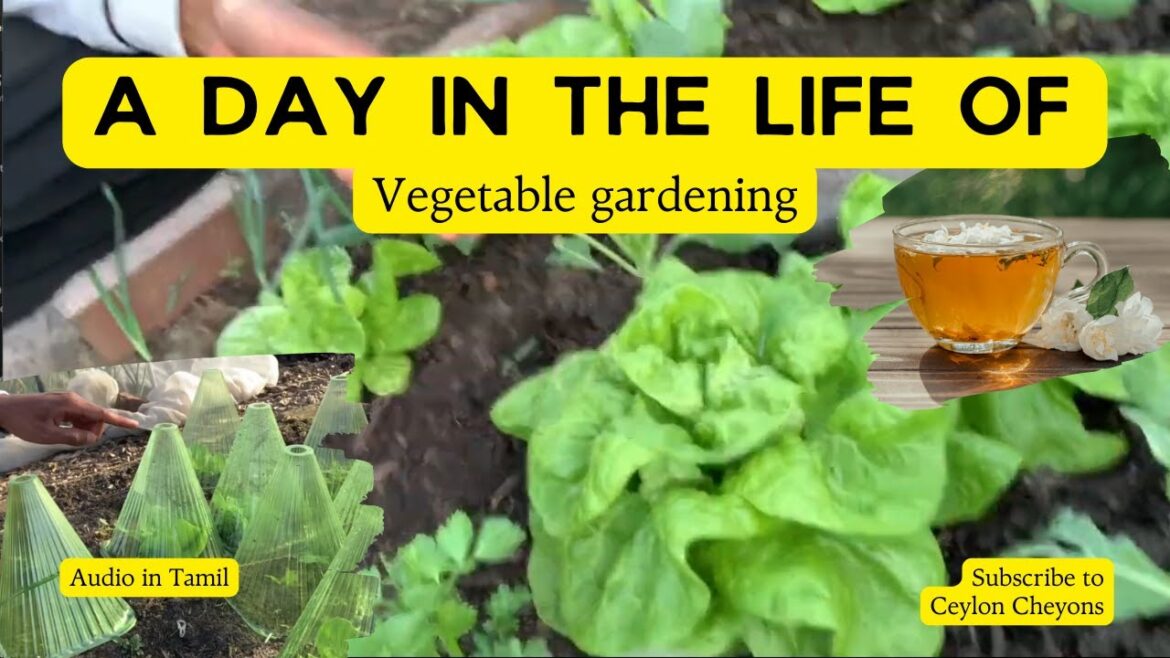 Tamil Vlog: Vegetable gardening basic| A day in the garden| Ceylon Cheyon’s Tamil Vlog: Vegetable gardening basic| A day in the garden| Ceylon Cheyon's