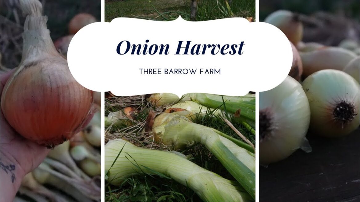 Onion Harvest, Vegetable Gardening in Australia, Off-Grid Homestead Onion Harvest, Vegetable Gardening in Australia, Off-Grid Homestead