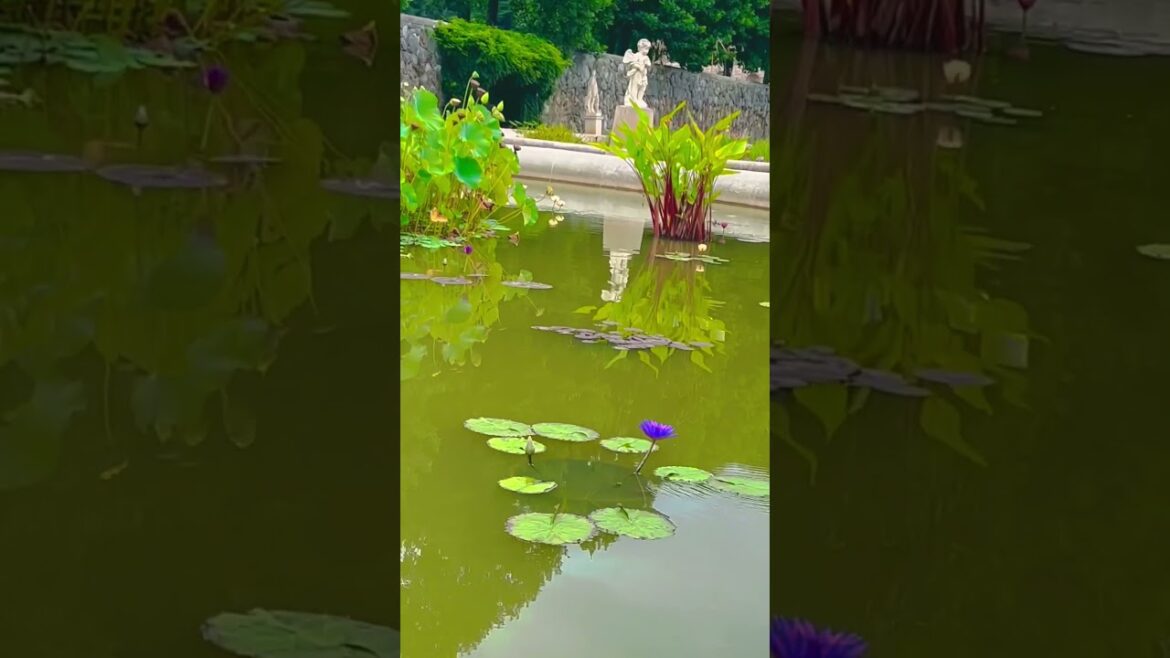 Lotus Garden Asheville NC #lotusgarden #ashevillegardens