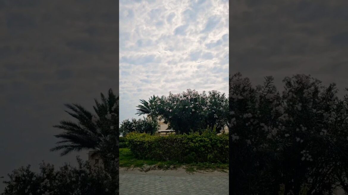 #Garden design #beautiful flowers #ytshorts #viralshort #viralvideo #plants#Bahrain