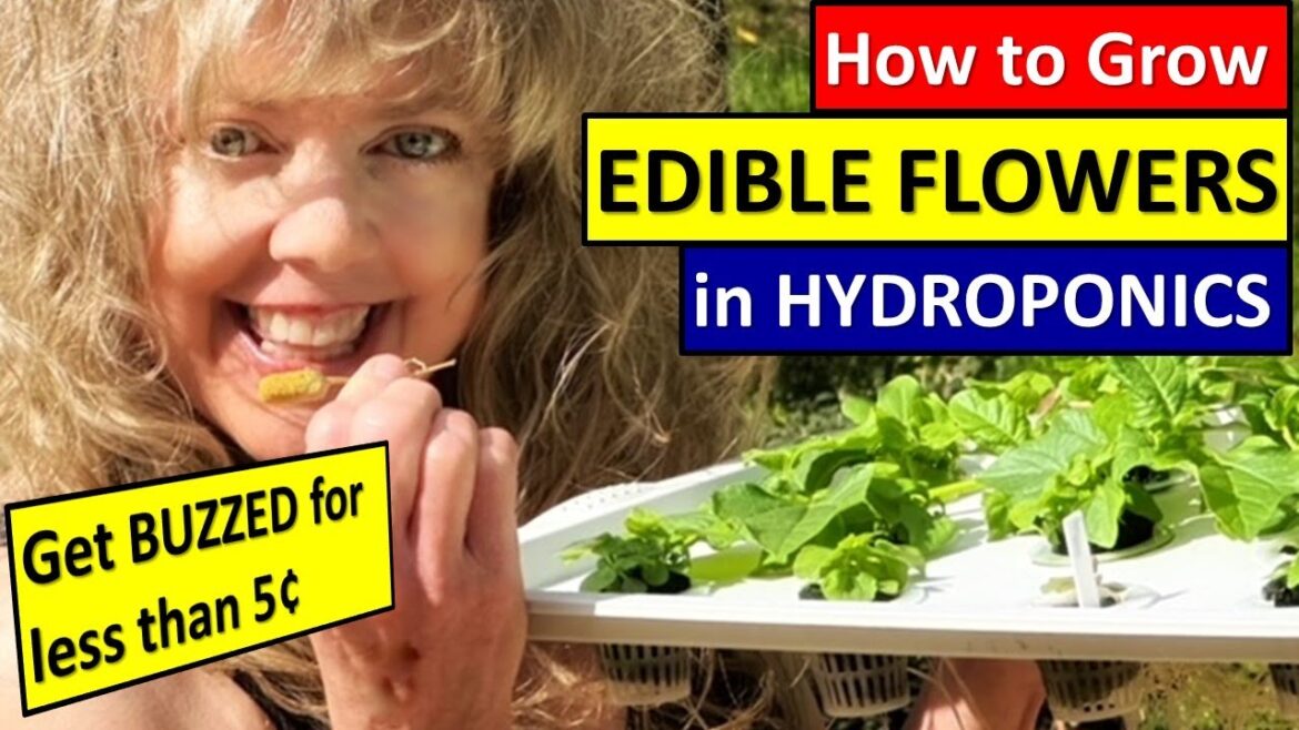 How to Grow Hydroponic Edible Flowers #edibleflowers #hydroponics #hydroponicgardening How to Grow Hydroponic Edible Flowers #edibleflowers #hydroponics #hydroponicgardening