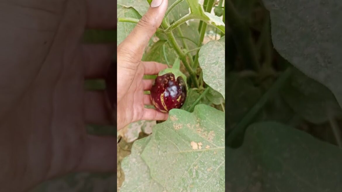 Best crops to grow in January and February |Profitable farming | Vegetable farming in Pakistan 2024 Best crops to grow in January and February |Profitable farming | Vegetable farming in Pakistan 2024