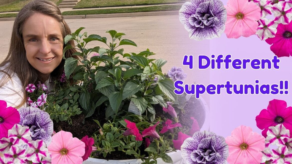 Planting Up My Curbside Containers With 4 Types of Supertunias!! #provenwinners #containergardening