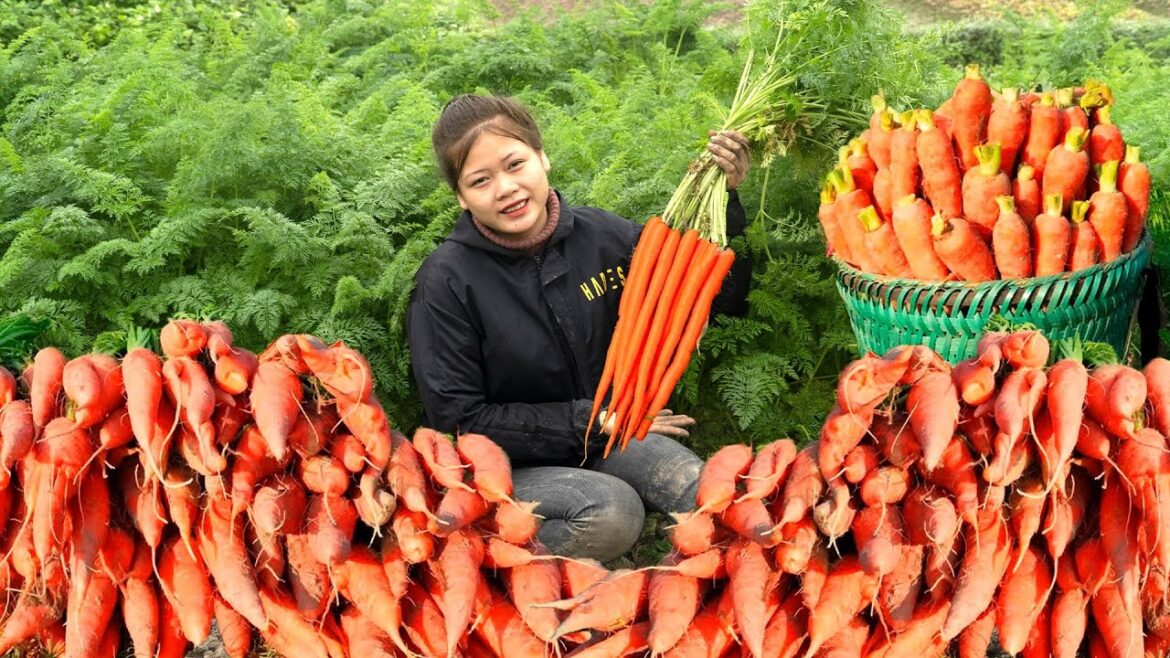 Harvesting Carrot Garden Goes to market sell – Vegetable Gardening | Lisa Bushcraft Harvesting Carrot Garden Goes to market sell - Vegetable Gardening | Lisa Bushcraft