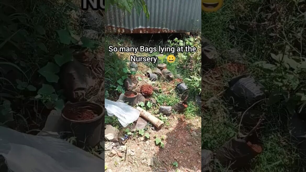 Rescue, Reuse &Grow #shorts #plants #gardening