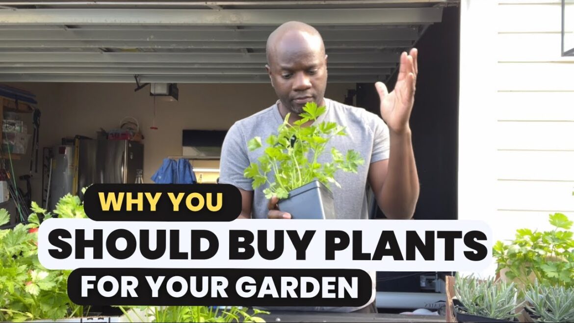 Why You Should Buy Plants for Your Garden | Gardening Tip Why You Should Buy Plants for Your Garden | Gardening Tip
