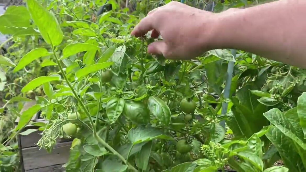 #Basil tips for the #gardener