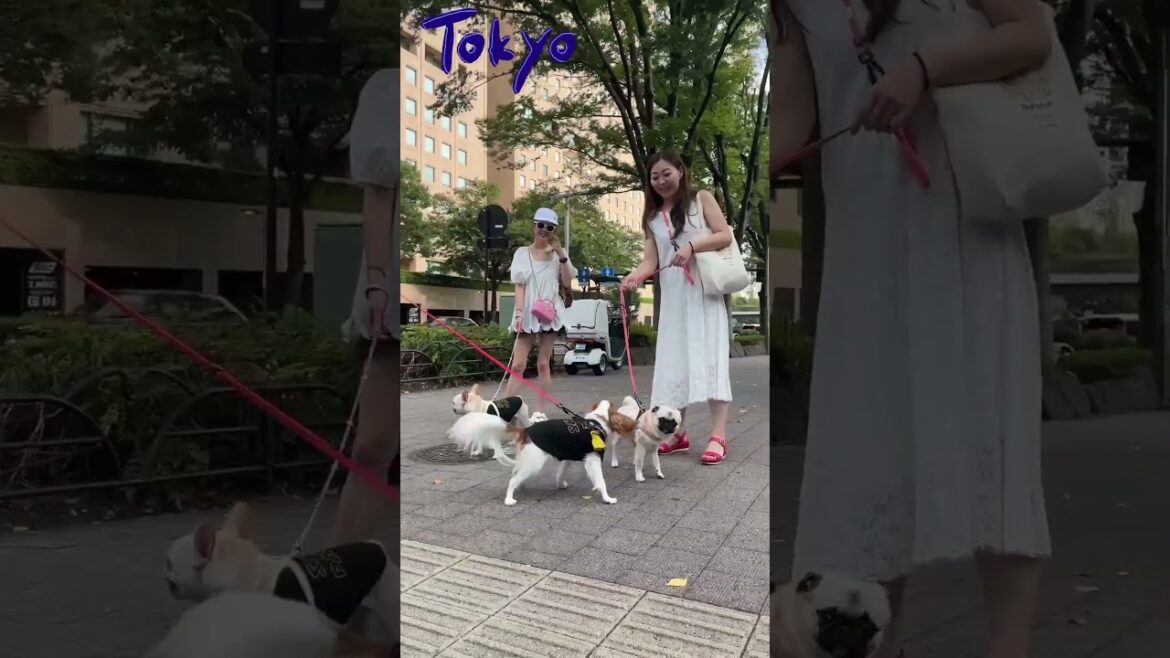 Japanese park | Shinjuku Chuo Park