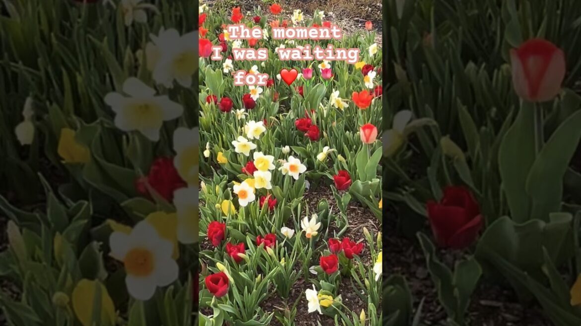 Tulips in my front yard 😍planted 1000 bulbs #goodfood #love#loveyourlife #tulips #daffodil #garden Tulips in my front yard 😍planted 1000 bulbs #goodfood #love#loveyourlife #tulips #daffodil #garden