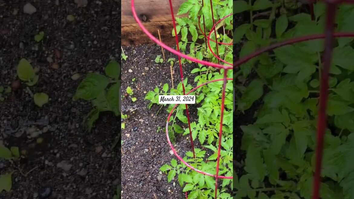 Backyard garden thriving on free water.