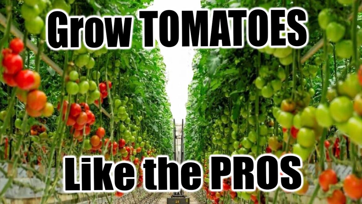 How to Prune & TrellisTomato Plants for a BIGGER HARVEST