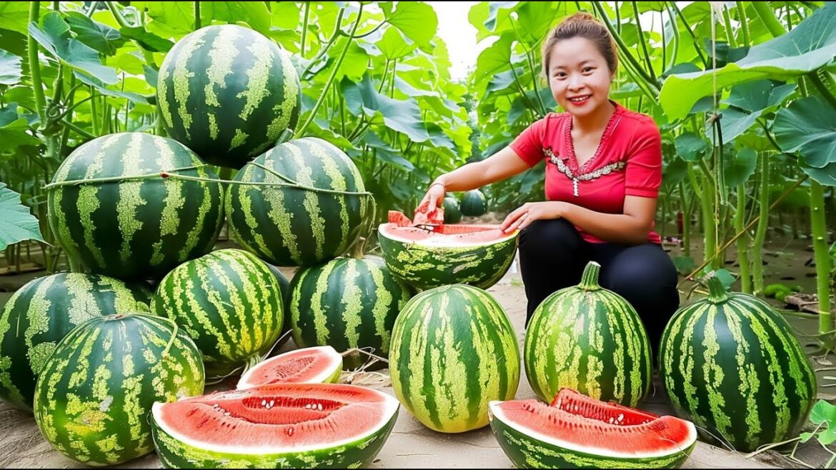 Harvesting Watermelon Goes To Market Sell - Sowing Seeds & Vegetable Gardening | Trịnh Thị Mây