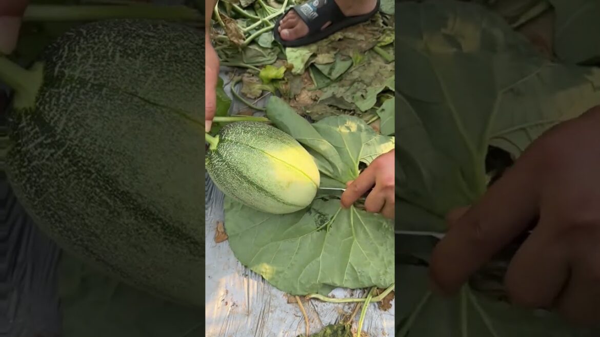 Amazing work  #agriculture #aloevera #flower  #redroses #garden #tips   #satisfying  #asrm #tricks