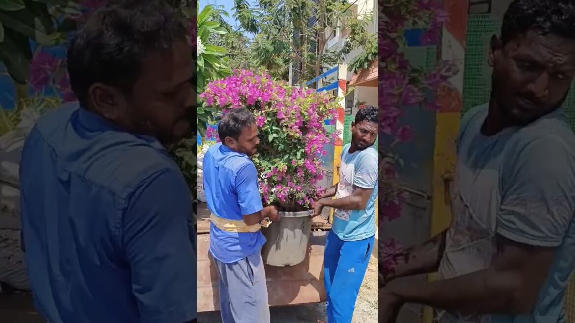 Small Garden Setup done at Front Yard | Landscape ideas in Tamil | Green Formula Landscapers