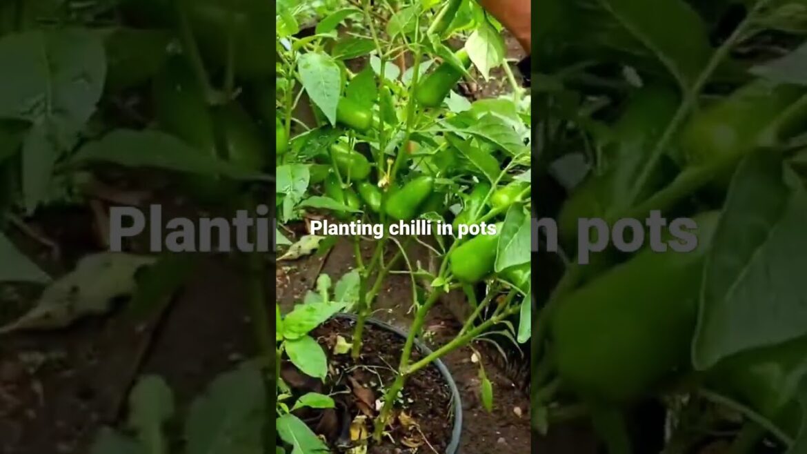 #chilli planting in Pots #chilli #greenchilli #vegetable #gardening