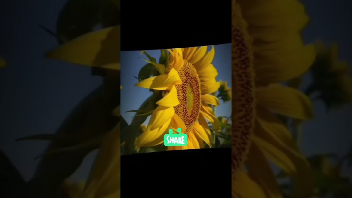 sunflower field | Dubai #garden #sunflower garden ideas sunflower field | Dubai #garden #sunflower garden ideas