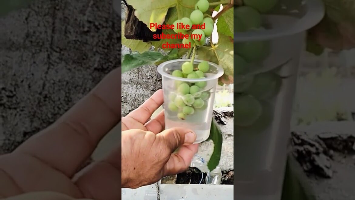 Grape Garden Spary #Shorts #tongi_gardening Grape Garden Spary #Shorts #tongi_gardening