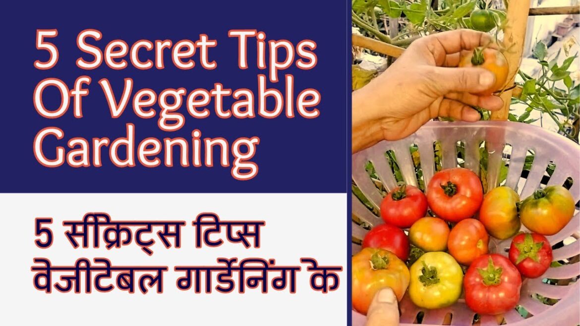 5 सीक्रेट्स टिप्स वेजीटेबल गार्डेनिंग के 5 Secret Tips Of Vegetable Gardening For Beginners 5 सीक्रेट्स टिप्स वेजीटेबल गार्डेनिंग के 5 Secret Tips Of Vegetable Gardening For Beginners