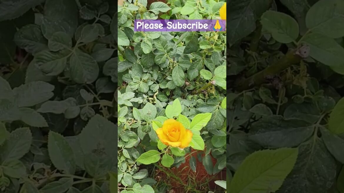 Garden Tour and Plant Nursery Tour - Epic Gardening