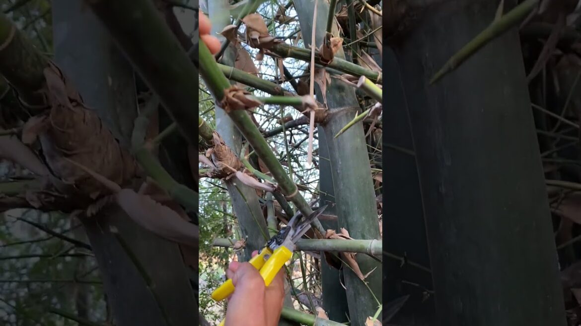 my garden at home/ Garden care #short  #garden