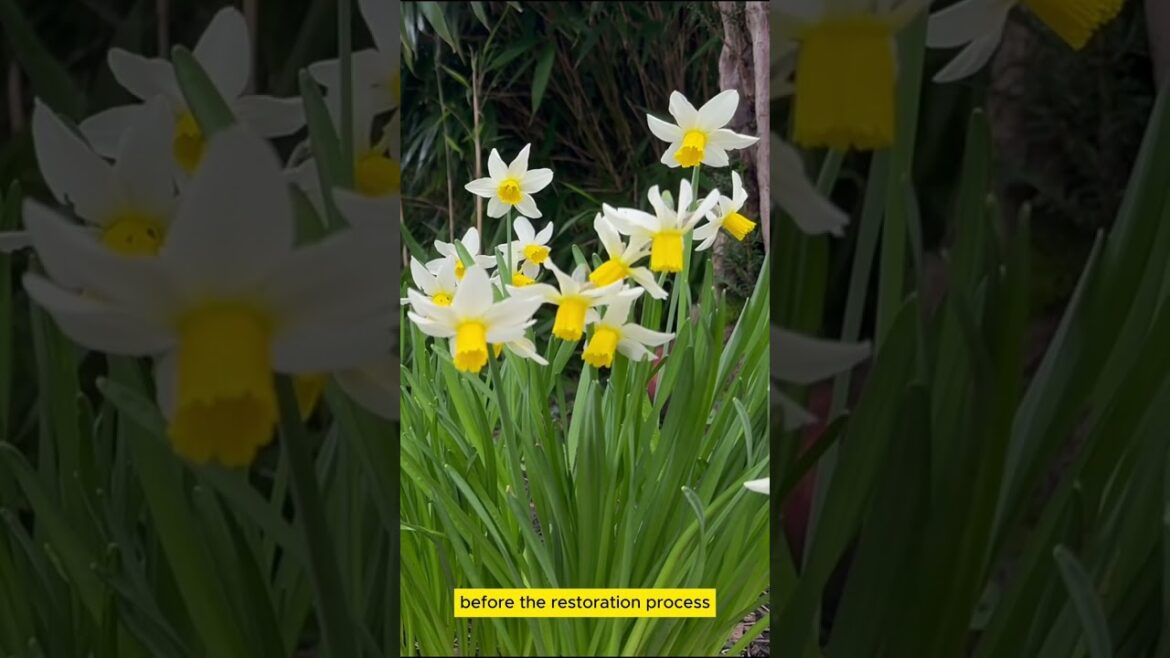 This Japanese Garden Was LOST For 50 Years! This Japanese Garden Was LOST For 50 Years!